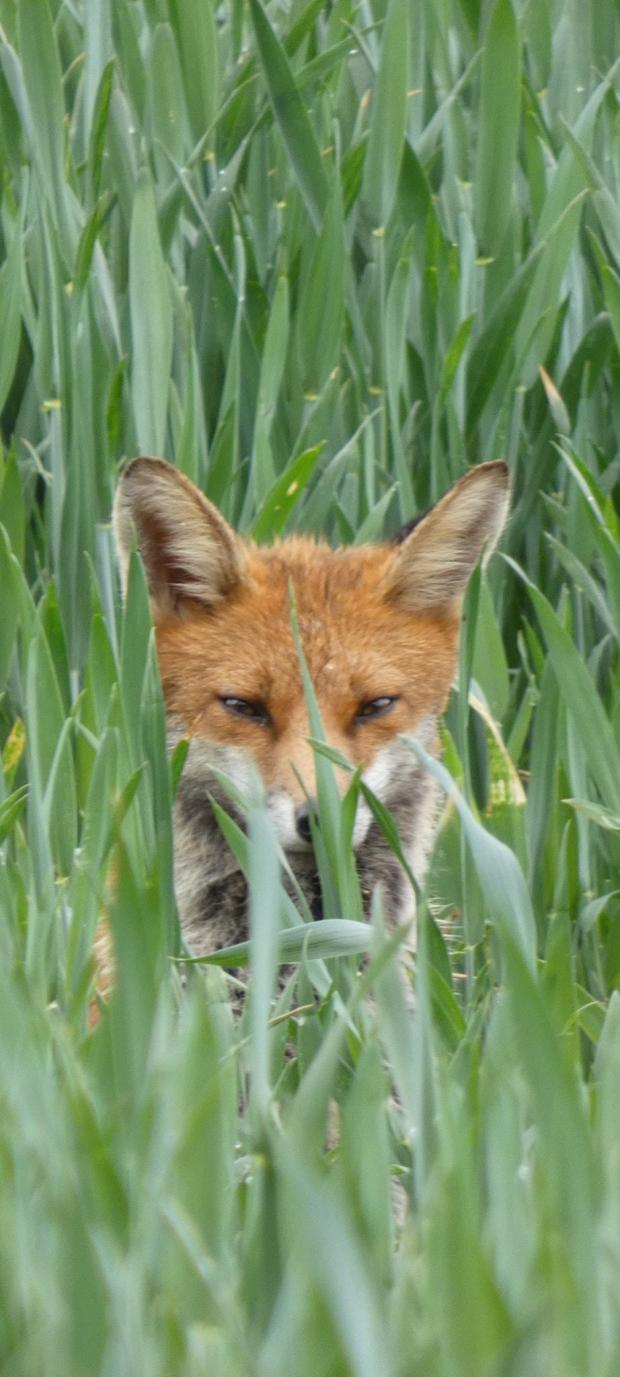 Oxford Mail: Wildlife photography by Karen Strapley